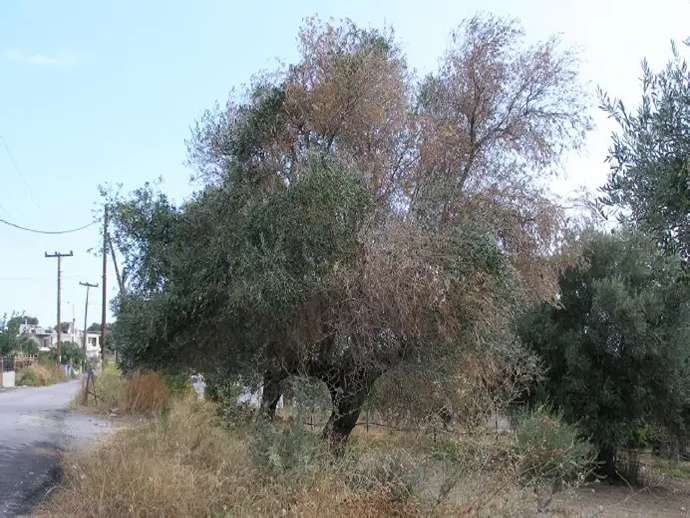 Βερτισιλλίωση ελιάς